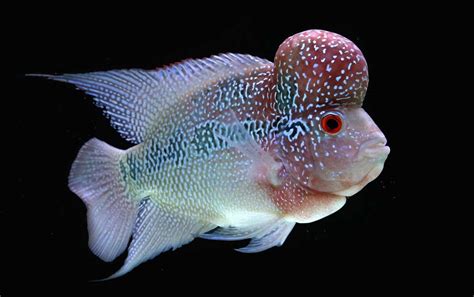 Characteristics of the Flowerhorn Fish