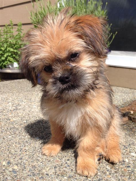 Characteristics of the Havanese Yorkie Mix