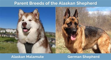 Characteristics of the Malamute Shepherd Cross