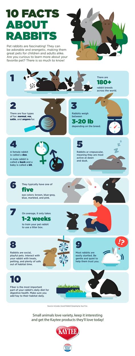 Characteristics of the Rabbit