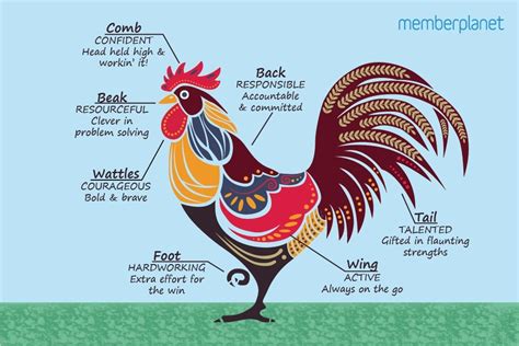 Characteristics of the Rooster: