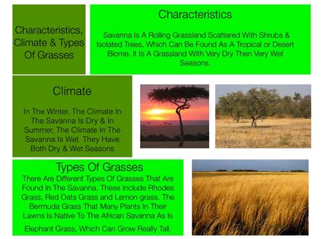 Characteristics of the Savanna Biome