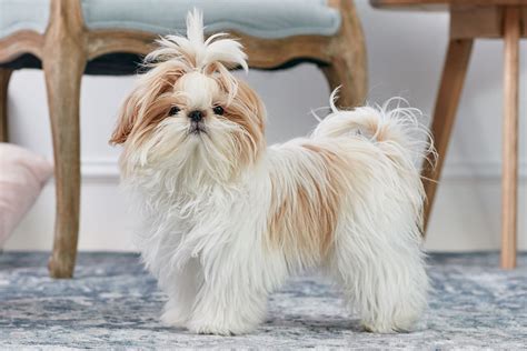 Characteristics of the Shih Tzu