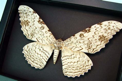 Characteristics of the White Witch Moth