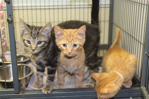 Charles County Animal Shelter