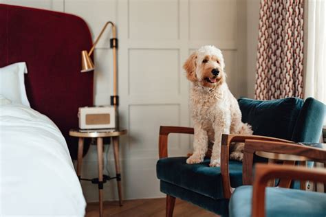 Charleston's 10+ Best Pet-Friendly Hotels: A Sanctuary for You and Your Furry Friend