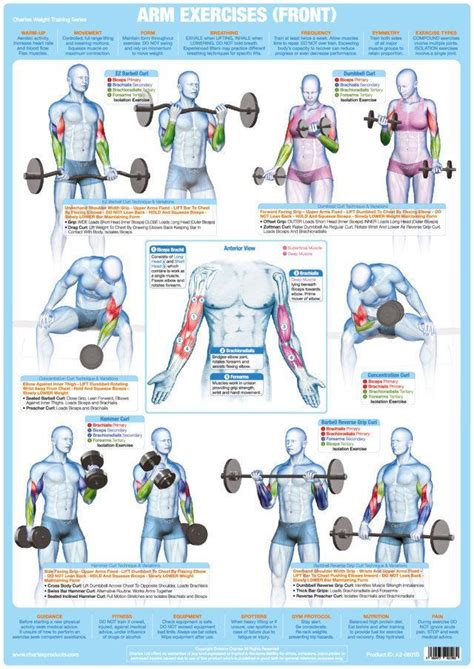 Chart Bodybuilding Types