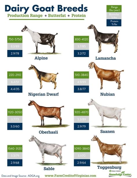 Chart Dairy Goat Breeds