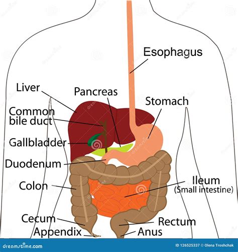 Chart Of Digestive System