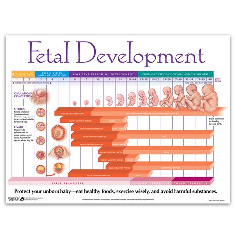 Chart Of Fetal Development
