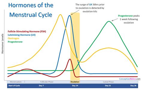 Chart Of Hormones During Cycle