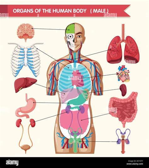 Chart Of Organs In Body