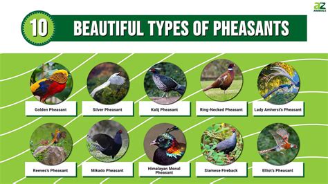 Chart Types Of Pheasants