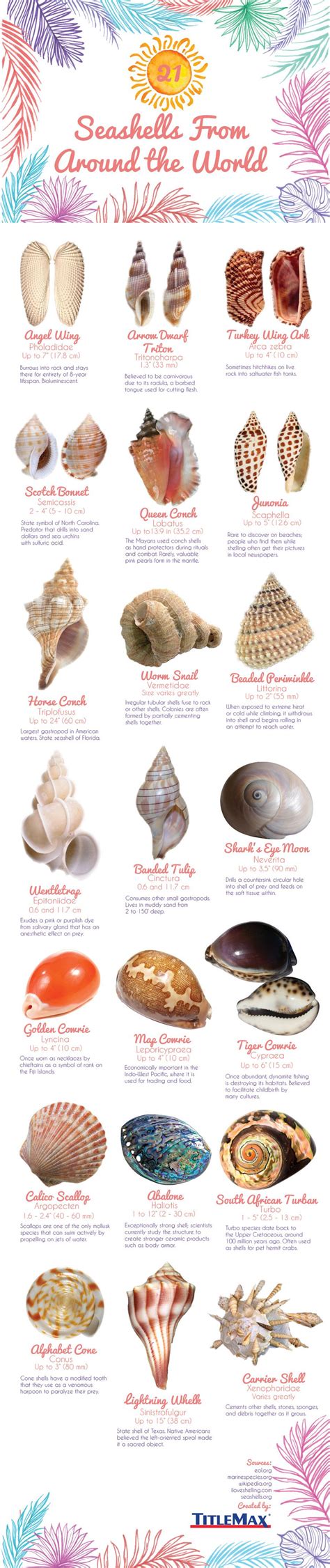 Chart Types Of Seashells