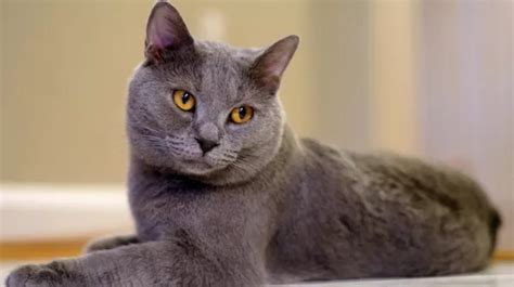 Chartreux Cat Cost: A Comprehensive Guide