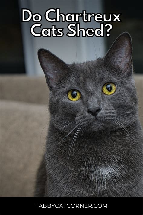 Chartreux Cat Cost: Everything You Need to Know