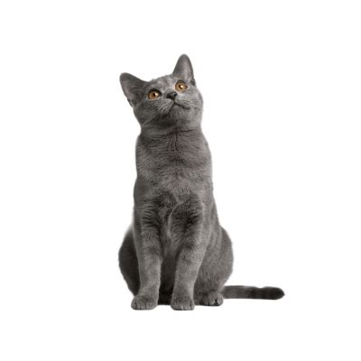 Chartreux Cat Price: The Ultimate Guide