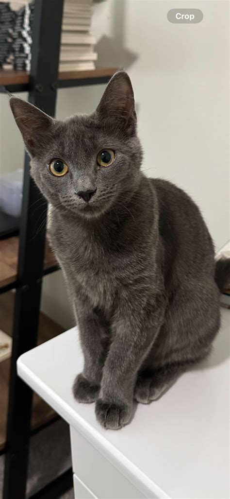 Chartreux Cat for Sale: Get Yours Today!