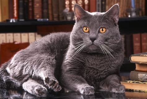 Chartreux Price: Everything You Need to Know