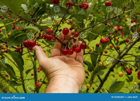 Checking HIS Cherry PDF