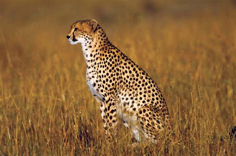 Cheetahs Reader