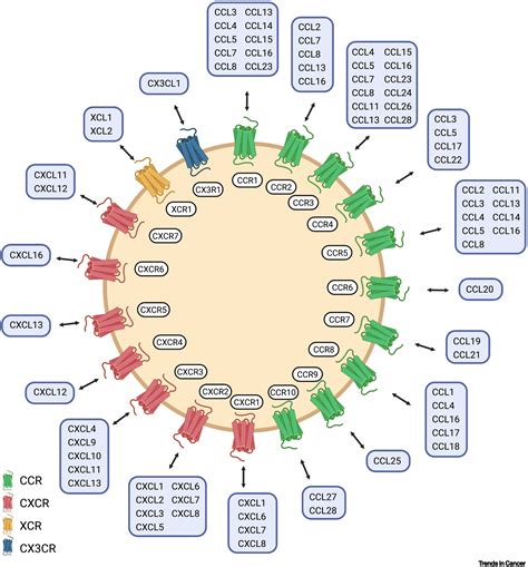 Chemokine Receptors in Cancer Reader