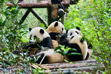 Chengdu Research Base of Giant Panda Breeding: A 50-Year Haven for Endangered Pandas