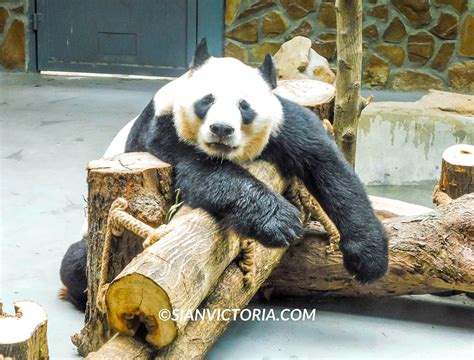 Chengdu Research Base of Giant Panda Breeding: A Haven for the Endangered Species