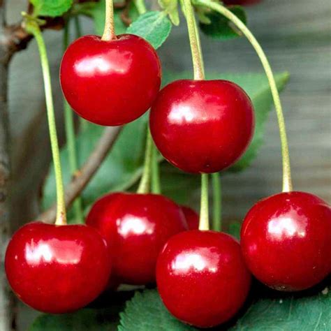 Cherry 11a: The Essential Guide to Growing and Enjoying the Perfect Cherry