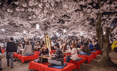 Cherry Blossom Village: A Guide to Japan's Pink Paradise