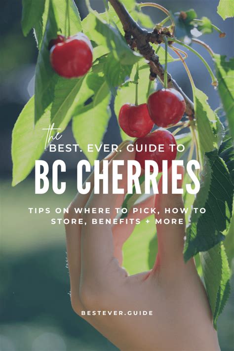 Cherry Picking in CT: A Comprehensive Guide with 400,000 Locations and 50,000 Acres to Explore