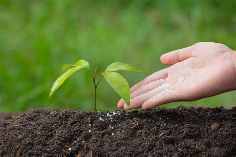 Cherry Tree Fertilizer: A Comprehensive Guide to Nourishing Your Blossoms