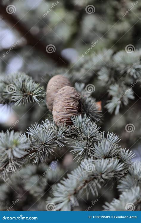 Chevreuse Peculiar Pine Cone: