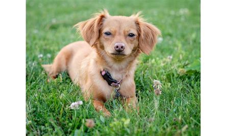 Cheweenies: The Ultimate Guide to the Chihuahua-Dachshund Mix