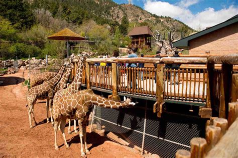 Cheyenne Mountain Zoo: 12 Unbelievable Encounters in Colorado Springs