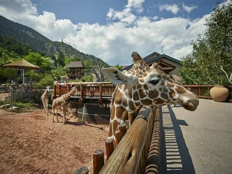 Cheyenne Zoo: 80 Years of Wildlife Wonders in Colorado Springs