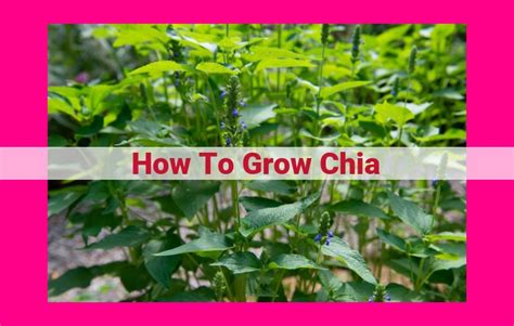 Chia Farming: The Ultimate Guide to Cultivating Digital Harvest