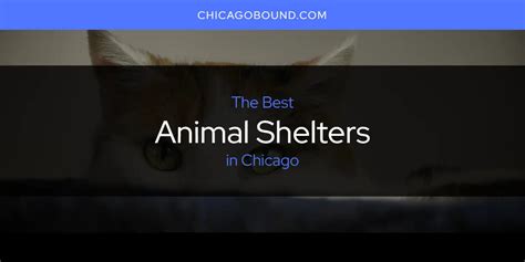 Chicago Area Pet Shelters: A Comprehensive Guide