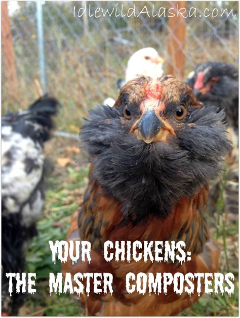 Chicken Compost Machine: The Ultimate 5-in-1 Guide