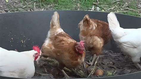 Chicken Compost Machine: The Ultimate Guide to Turn Waste into Wealth