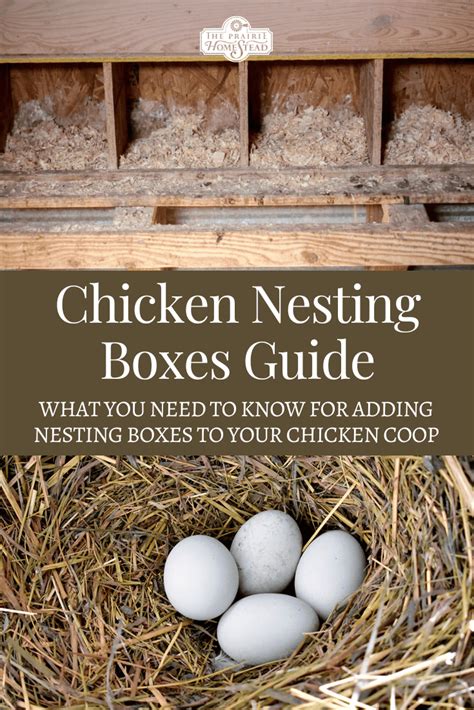 Chicken Coop Nesting Box: A Comprehensive Guide to Size, Materials, Placement, and Maintenance