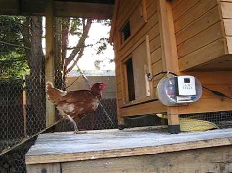 Chicken Coop with Automatic Door: A Comprehensive Guide to Convenience and Security