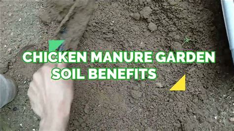 Chicken Manure: Ancient Soil Enhancer