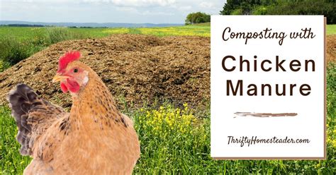 Chicken Manure Composting Machine: A Comprehensive Guide