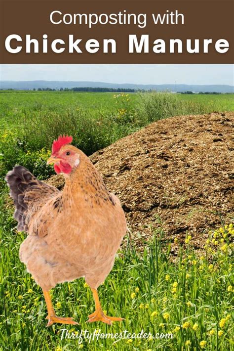 Chicken Manure Composting Machine: Your Ultimate Guide to 10,000+ lbs of Rich Compost