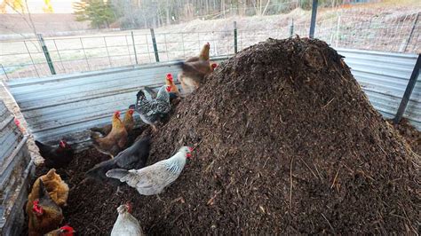 Chicken Manure Composting Machine 101: Everything You Need to Know