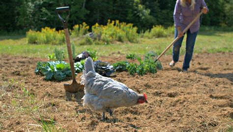 Chicken Manure Crusher: 4 Things You Need to Know