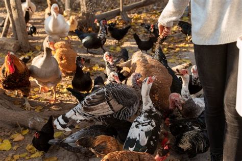 Chicken Manure Crusher: A Vital Investment for Sustainable Poultry Farming