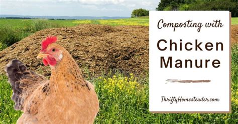 Chicken Manure Crusher: Your Guide to 10,000+ Characters of In-depth Information