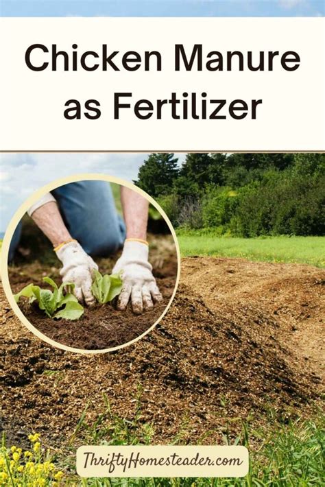 Chicken Manure Fertilizer Compost: 10K Essential Guide